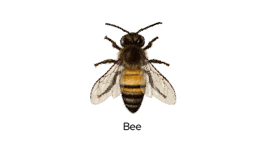 Pest Control bee in Mauritius