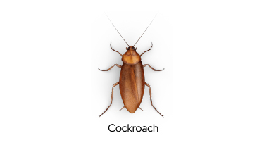 Pest Control cockroach in Mauritius
