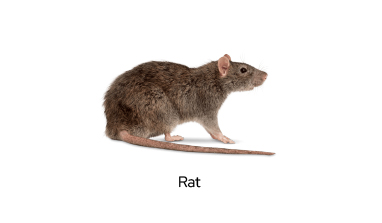 Pest Control Rat in Mauritius