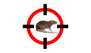 Pest Control Rat in Mauritius