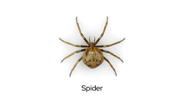 Pest Control Spider in Mauritius