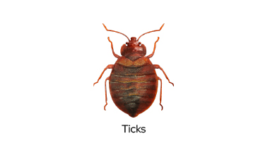 Pest Control ticks in Mauritius