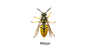 Pest Control Wasp in Mauritius